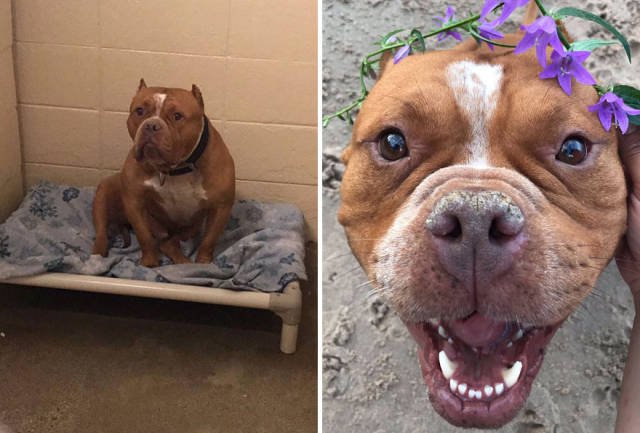 Dogs Before And After Adoption (40 pics)