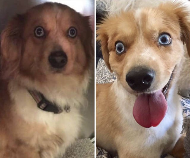 Dogs Before And After Adoption (40 pics)