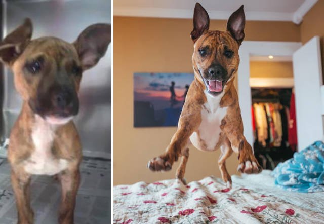 Dogs Before And After Adoption (40 pics)