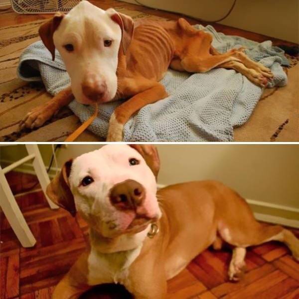 Dogs Before And After Adoption (40 pics)