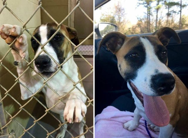 Dogs Before And After Adoption (40 pics)