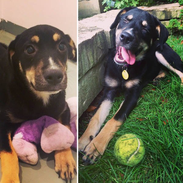 Dogs Before And After Adoption (40 pics)