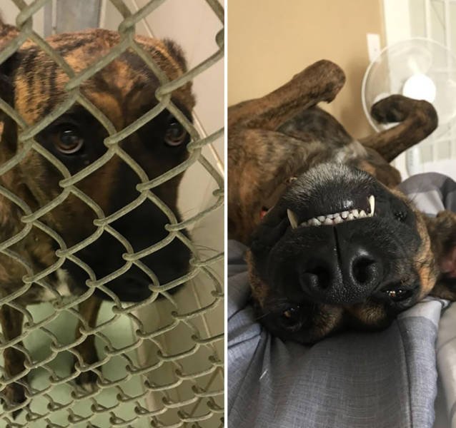 Dogs Before And After Adoption (40 pics)