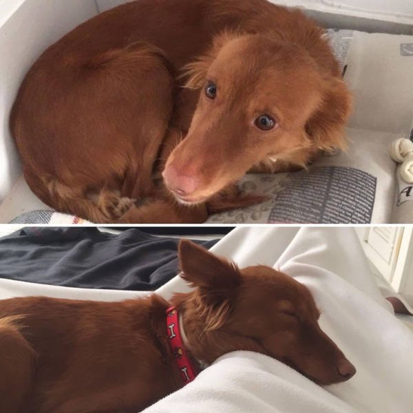 Dogs Before And After Adoption (40 pics)