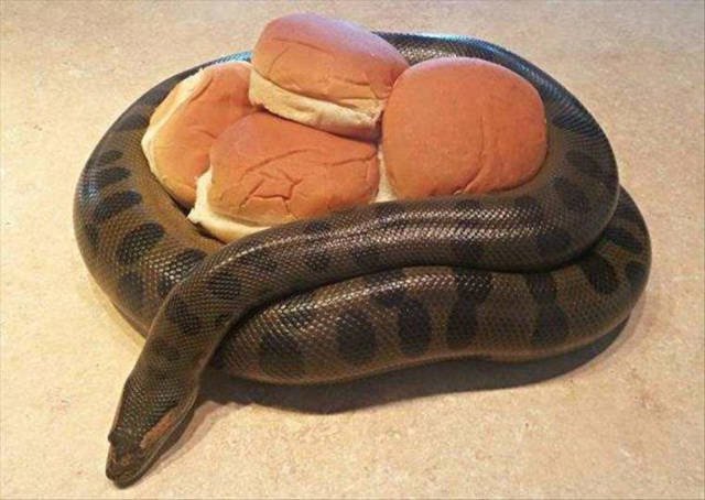 Weird Finds And Situations (47 pics)