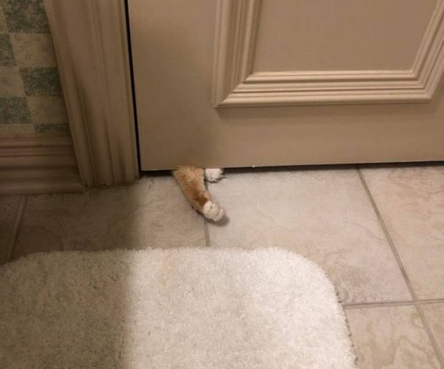 People Share Their Favorite Pets (28 pics) People Share Their Favorite Pets (28 pics)