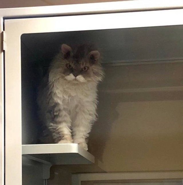 People Share Their Favorite Pets (28 pics) People Share Their Favorite Pets (28 pics)