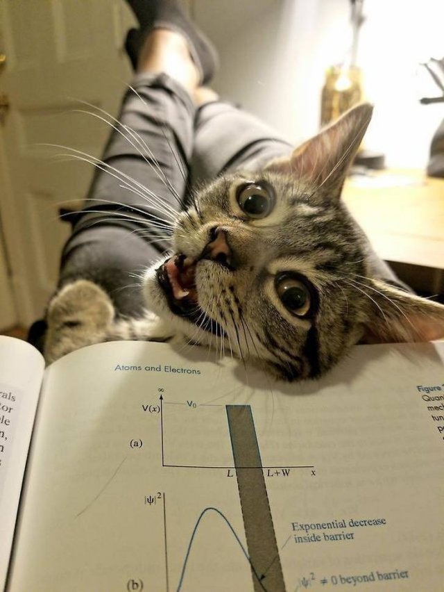 People Share Their Favorite Pets (28 pics) People Share Their Favorite Pets (28 pics)