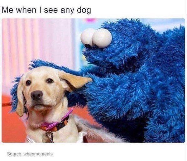 Truthful Memes For Dog Owners (27 pics)