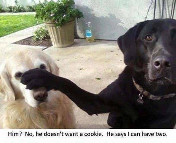 Truthful Memes For Dog Owners (27 pics)