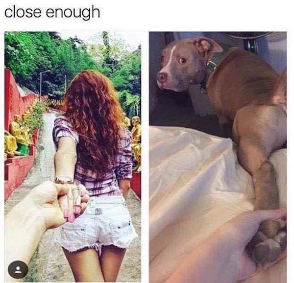 Truthful Memes For Dog Owners (27 pics)