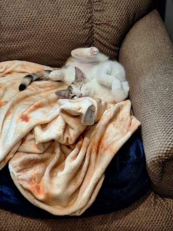 Adopted Pets (25 pics)