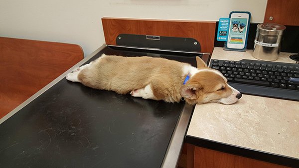 Animals Can Sleep Anywhere (30 pics)