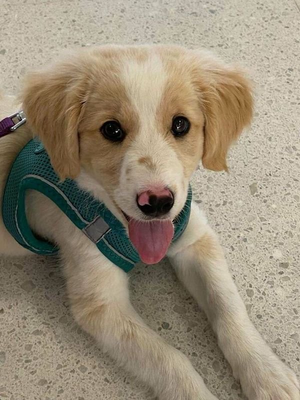 Adopted Pets (25 pics)