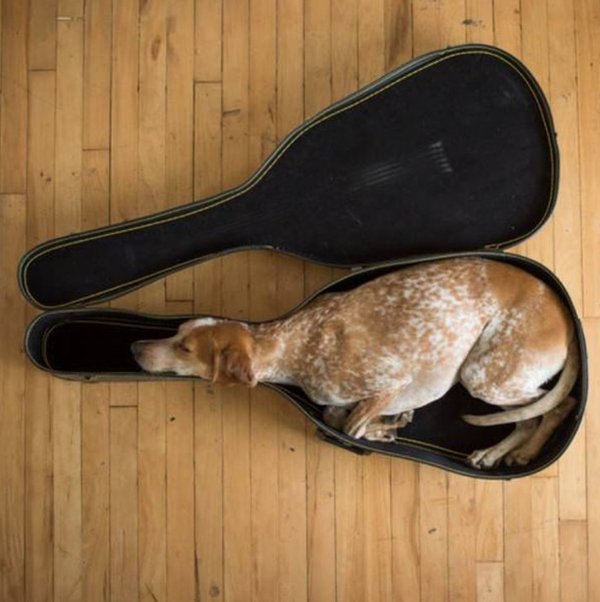 Animals Can Sleep Anywhere (30 pics)