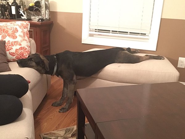 Animals Can Sleep Anywhere (30 pics)
