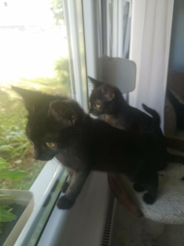Adopted Pets (25 pics)