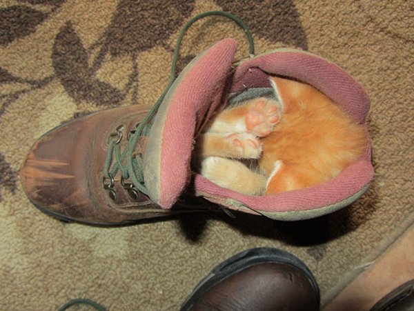 Animals Can Sleep Anywhere (30 pics)