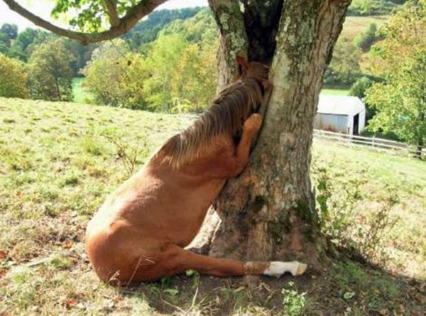 Animals Can Sleep Anywhere (30 pics)