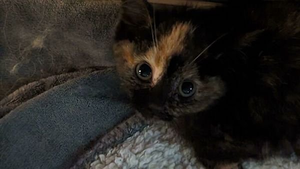 Adopted Pets (25 pics)
