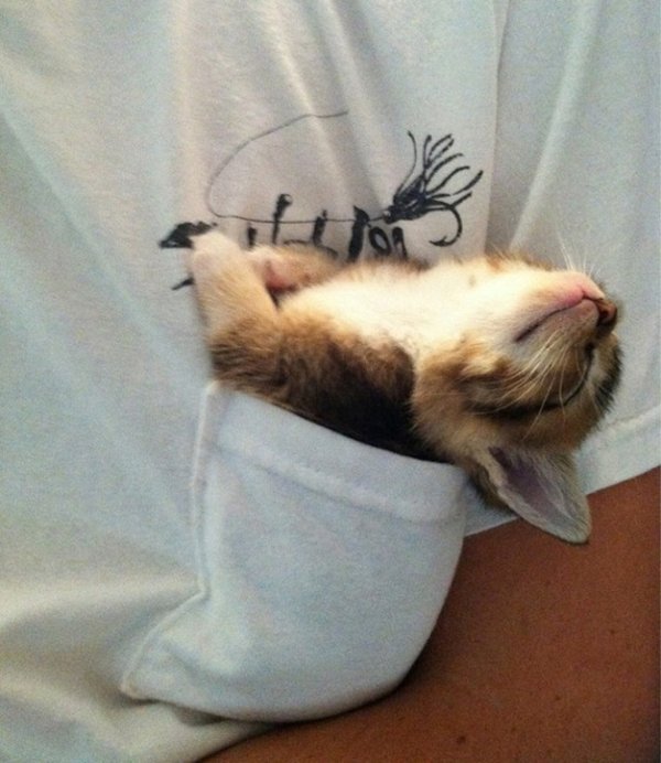 Animals Can Sleep Anywhere (30 pics)