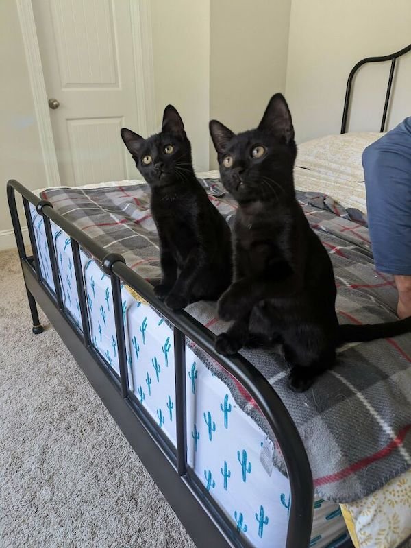 Adopted Pets (25 pics)
