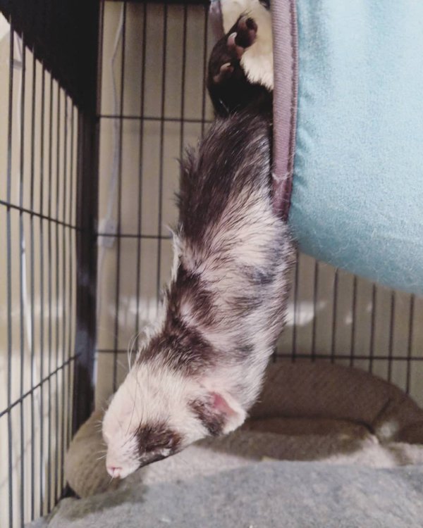 Animals Can Sleep Anywhere (30 pics)