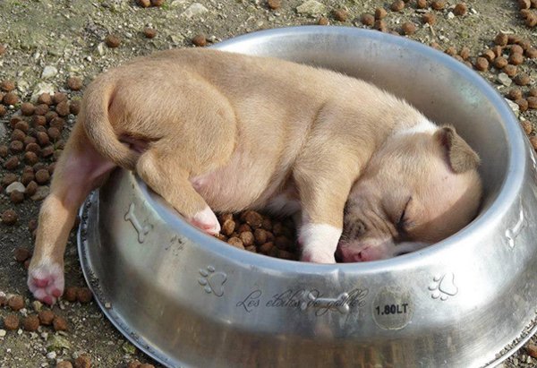Animals Can Sleep Anywhere (30 pics)