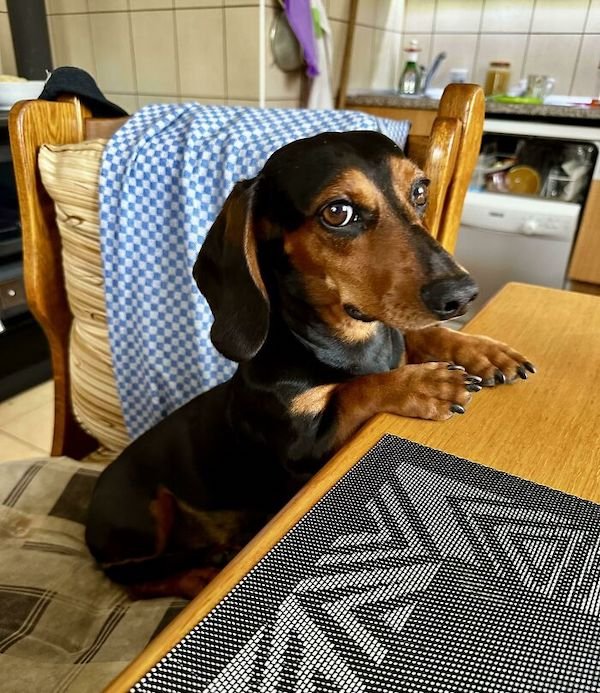 Adopted Pets (25 pics)