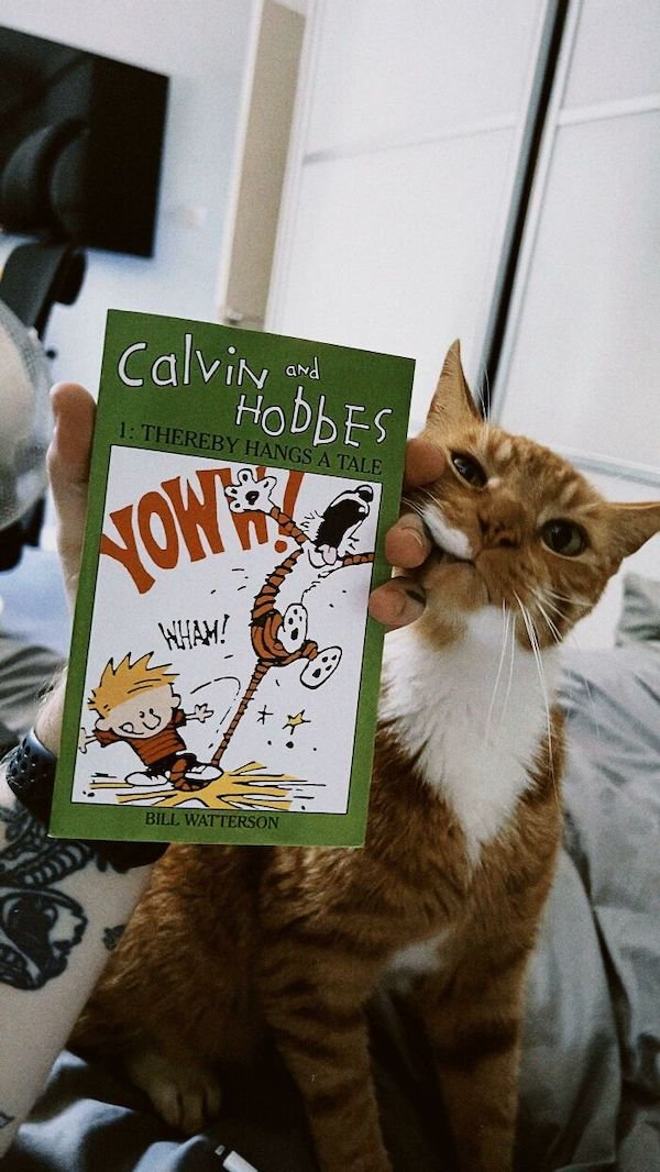 Adopted Pets (25 pics)