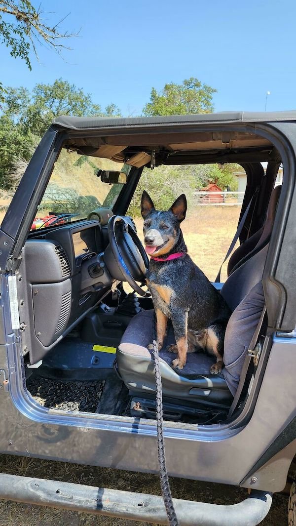 Adopted Pets (25 pics)