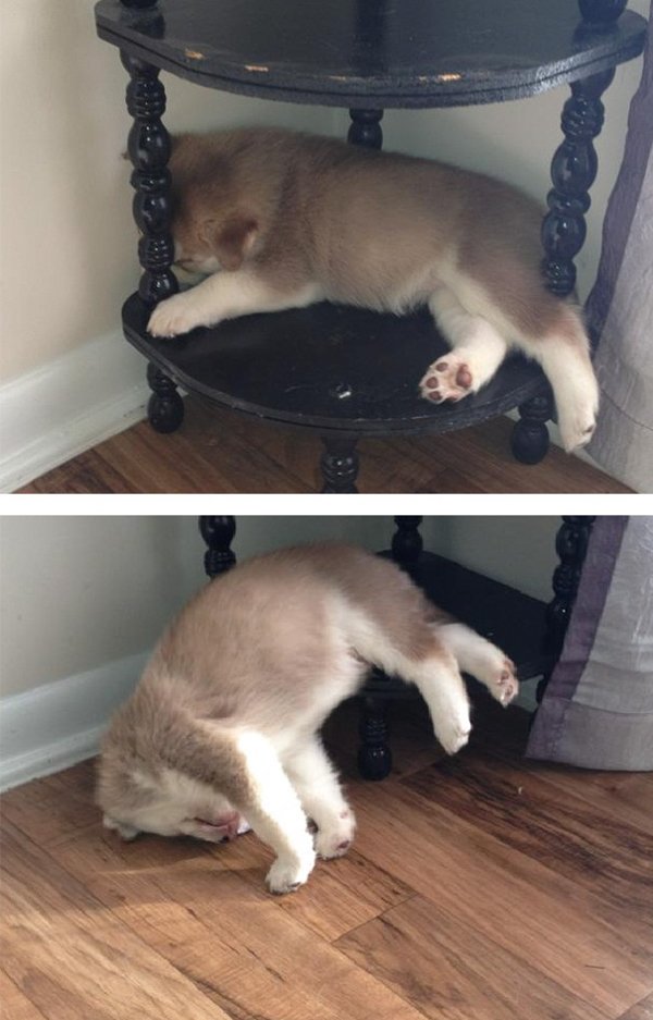 Animals Can Sleep Anywhere (30 pics)