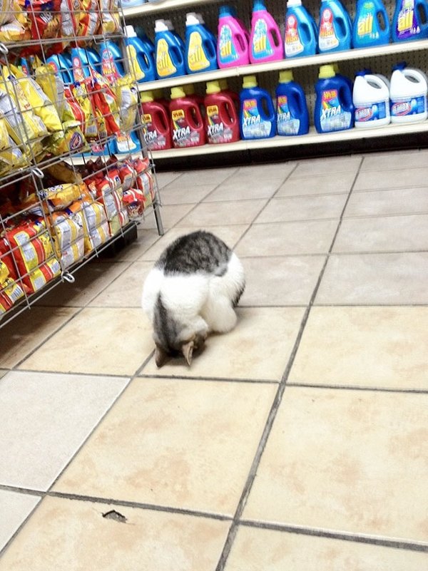 Animals Can Sleep Anywhere (30 pics)