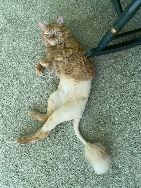 Adopted Pets (25 pics)