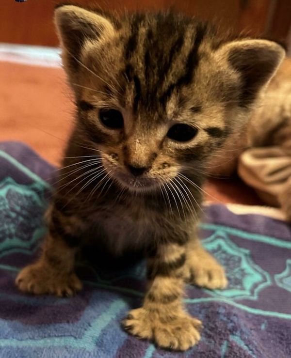 Adopted Pets (25 pics)