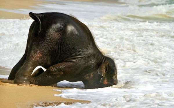 Animals Can Sleep Anywhere (30 pics)