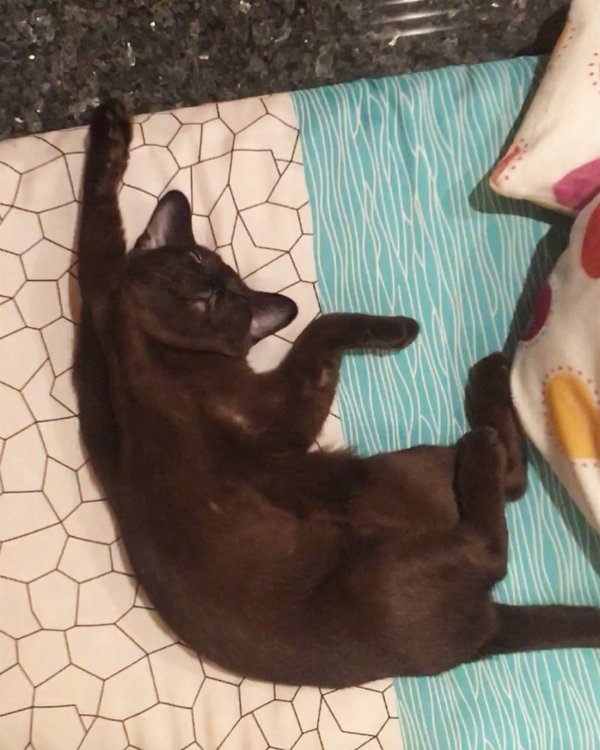 Animals Can Sleep Anywhere (30 pics)