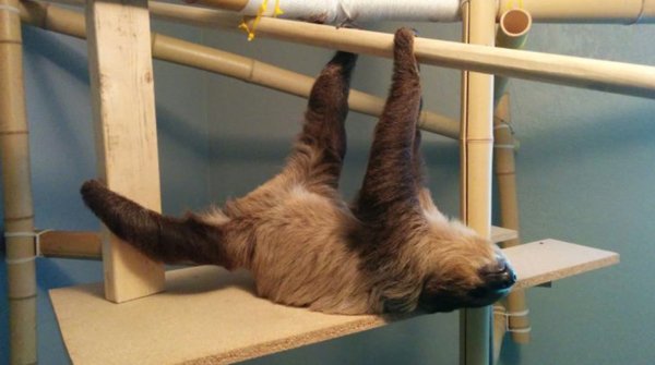 Animals Can Sleep Anywhere (30 pics)