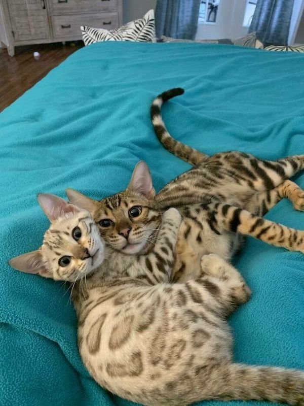 Adopted Pets (25 pics)
