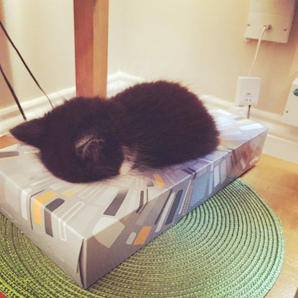 Animals Can Sleep Anywhere (30 pics)