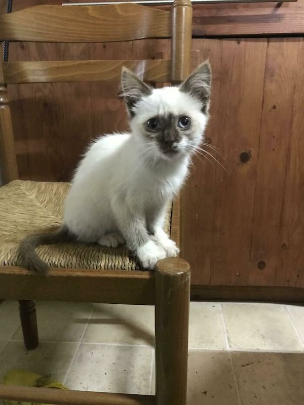 Adopted Pets (25 pics)