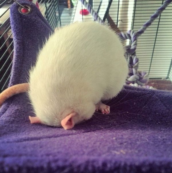 Animals Can Sleep Anywhere (30 pics)