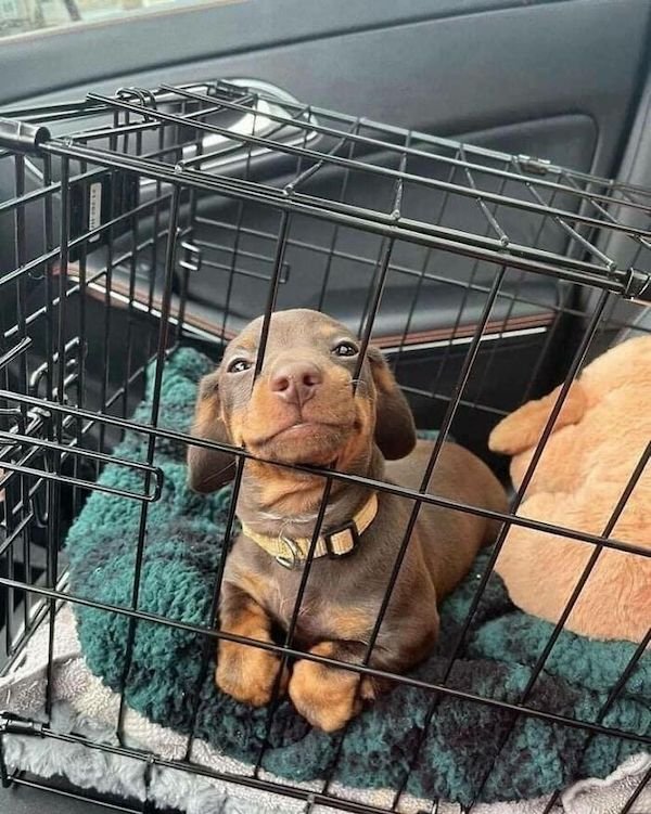 Adopted Pets (25 pics)