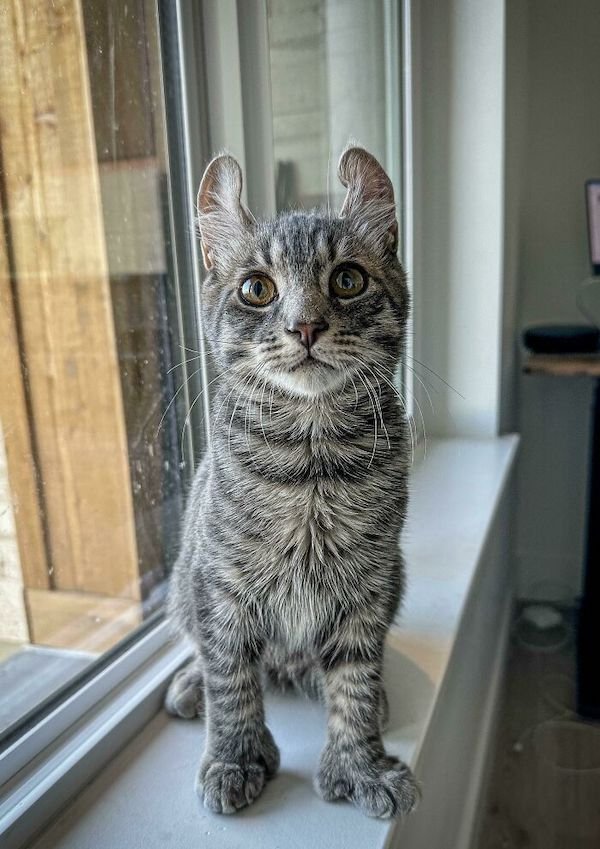 Adopted Pets (25 pics)