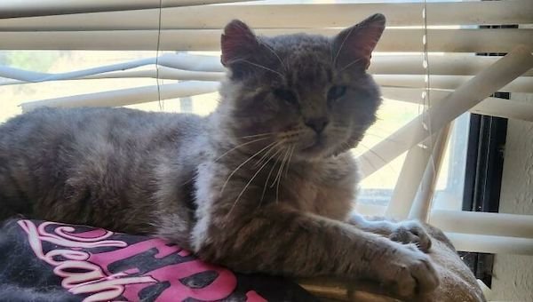 Adopted Pets (25 pics)