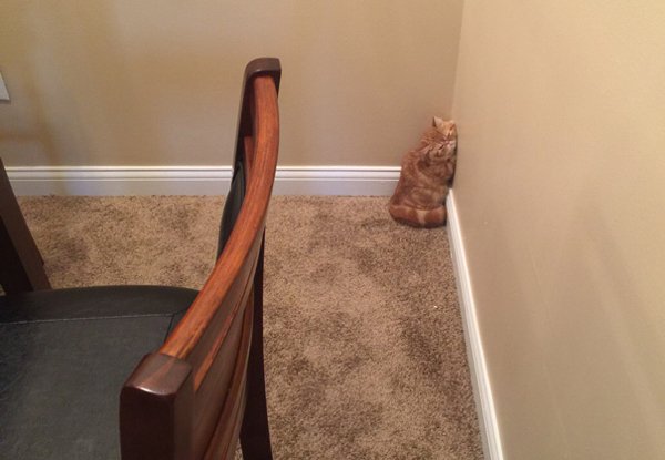 Animals Can Sleep Anywhere (30 pics)