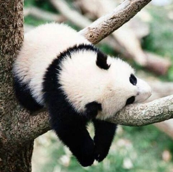 Animals Can Sleep Anywhere (30 pics)
