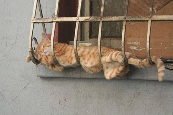 Animals Can Sleep Anywhere (30 pics)