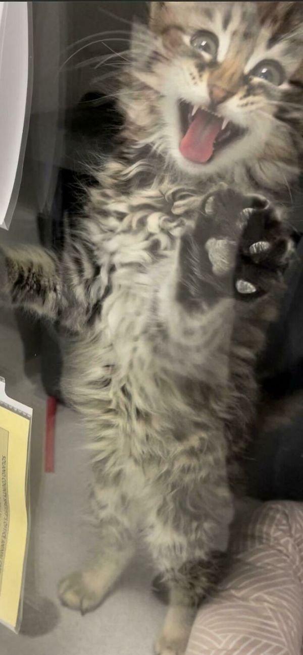 Adopted Pets (25 pics)
