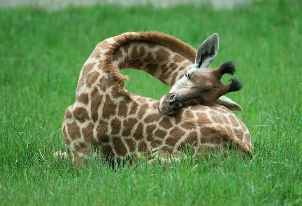 Animals Can Sleep Anywhere (30 pics)